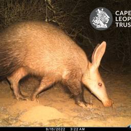 Aardvark